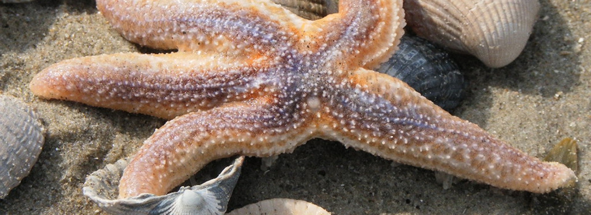 zeester Texel