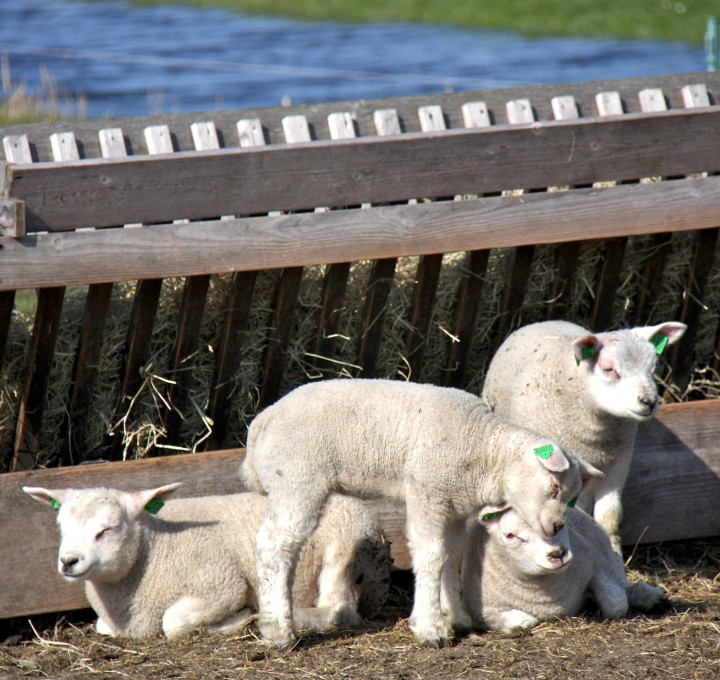 lammetjes.JPG
