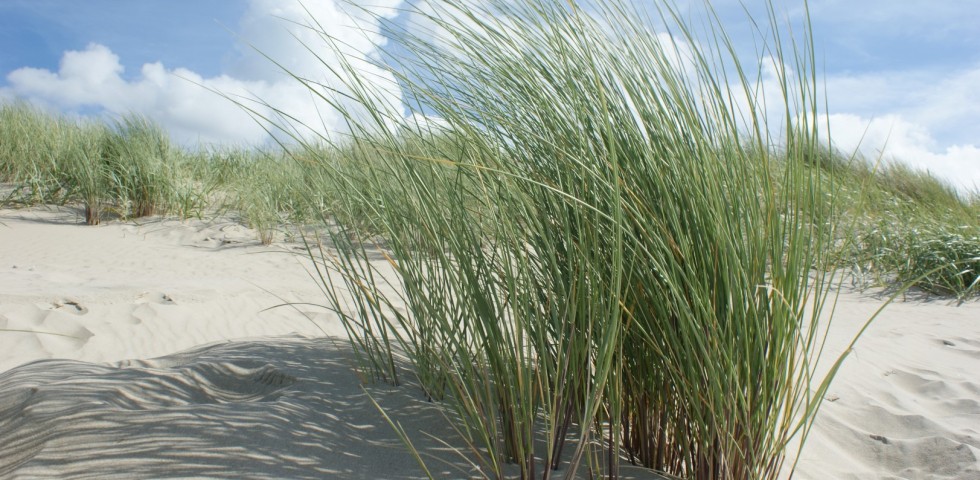 texel-strand.jpg