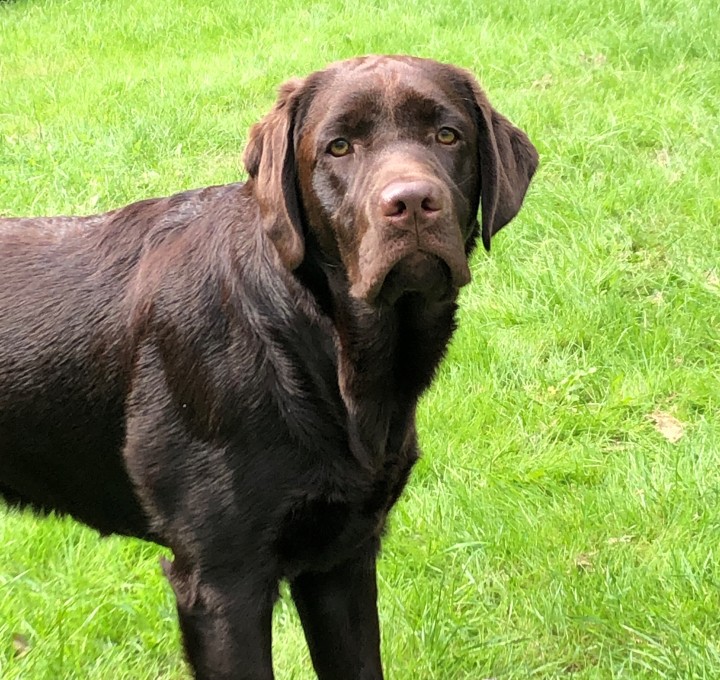 Hond.jpg