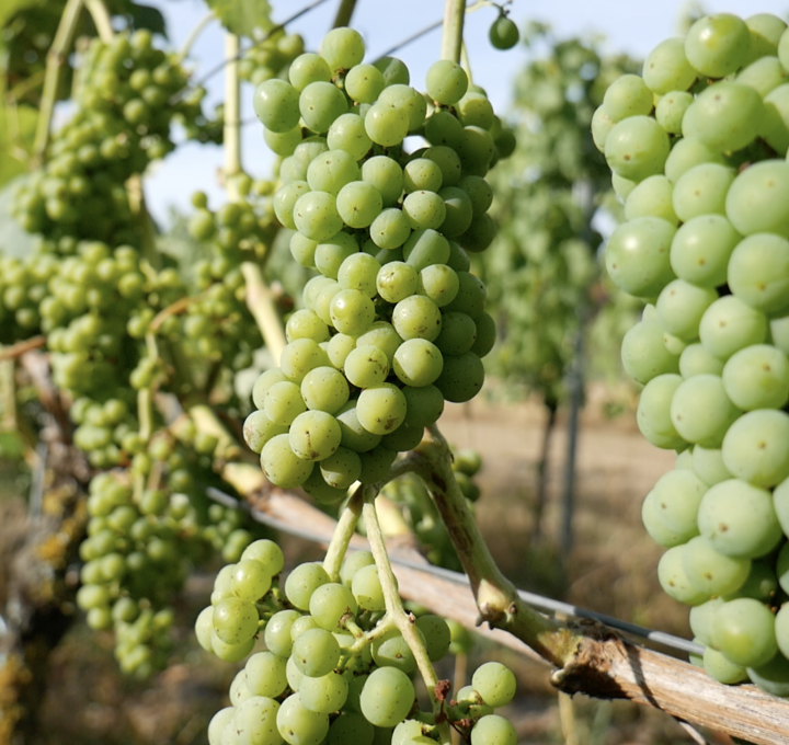 Wijngaard de kroon.png