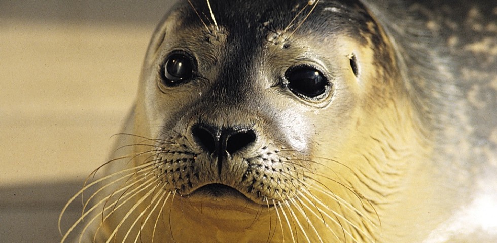 Zeehond Texel.jpg