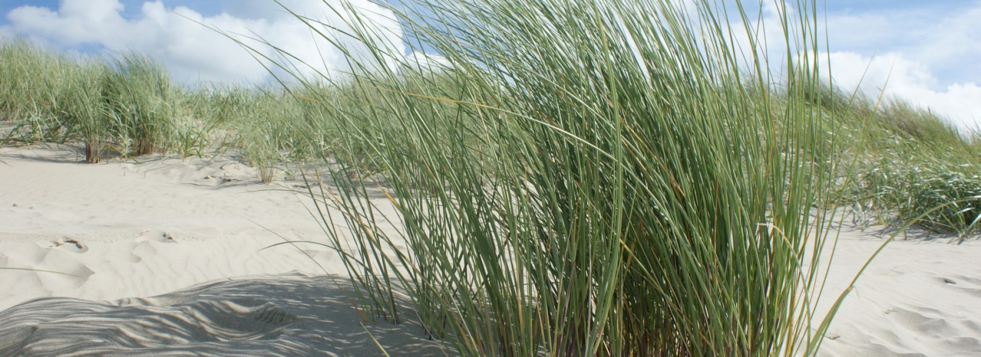 texel-strand.jpg