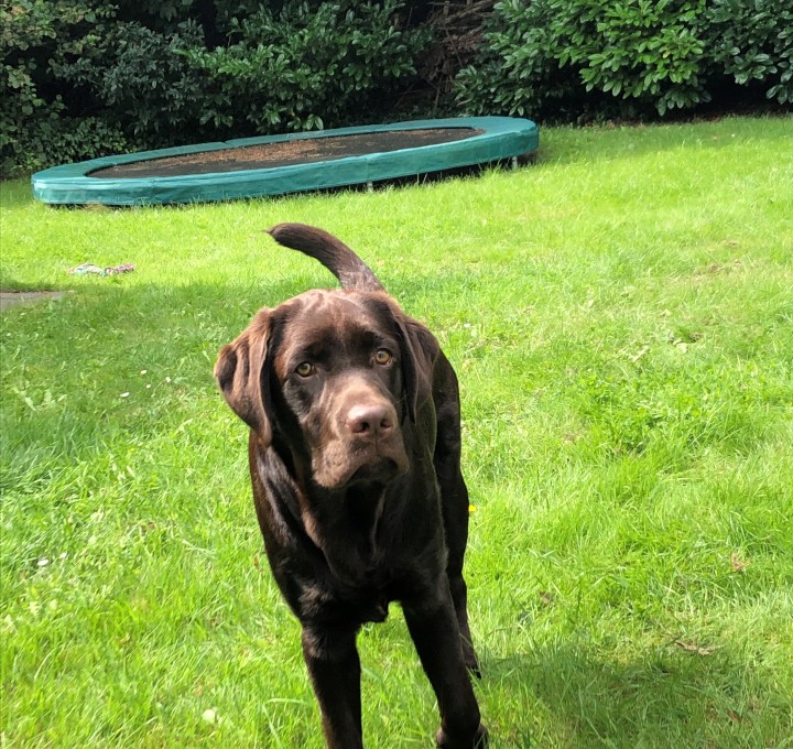 Hond2.jpg